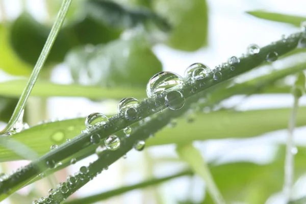 Drops Dew Grass Macro — Stock Photo, Image