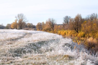 Manzaralı sonbahar meşe koruluğu, sararmış yapraklar, soğuk bir sabahta çimlerin üzerinde don.