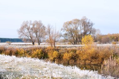 Manzaralı sonbahar meşe koruluğu, sararmış yapraklar, soğuk bir sabahta çimlerin üzerinde don.