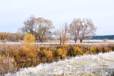 Manzaralı sonbahar meşe koruluğu, sararmış yapraklar, soğuk bir sabahta çimlerin üzerinde don.