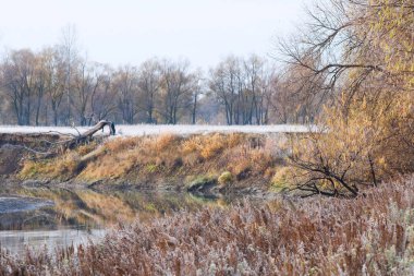 Manzaralı sonbahar meşe koruluğu, sararmış yapraklar, soğuk bir sabahta çimlerin üzerinde don.