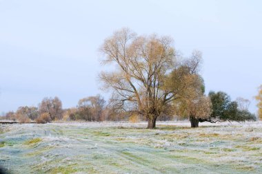 Manzaralı sonbahar meşe koruluğu, sararmış yapraklar, soğuk bir sabahta çimlerin üzerinde don.