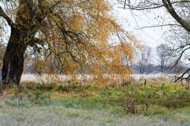 Manzaralı sonbahar meşe koruluğu, sararmış yapraklar, soğuk bir sabahta çimlerin üzerinde don.