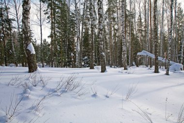 Karlı bir günde, huş ağacından ve çam ağaçlarından oluşan karışık bir orman manzarası.
