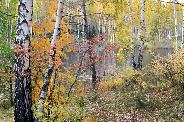 Paysage Automne Pittoresque Feuillage Coloré Dans Forêt Près Rivière Par — Photo