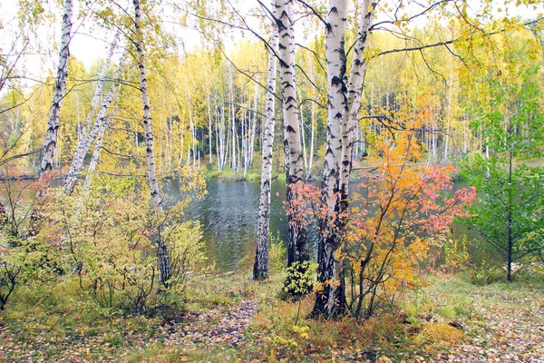 Paesaggio Autunnale Pittoresco Fogliame Colorato Nella Foresta Vicino Fiume Una — Foto Stock