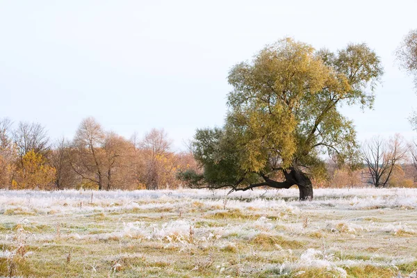 Scenic Autumn Landscape Oak Grove Yellowed Leaves Frost Grass Cold — Stock Photo, Image