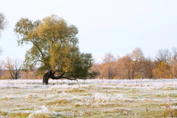 Scenic Autumn Landscape Oak Grove Yellowed Leaves Frost Grass Cold — Stock Photo, Image