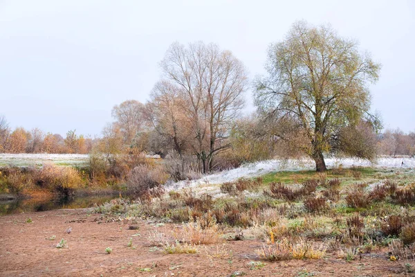 Scenic Autumn Landscape Oak Grove Yellowed Leaves Frost Grass Cold — Stock Photo, Image