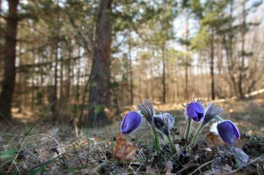 makro bir bahar sabahı ormanda birkaç pasque çiçek