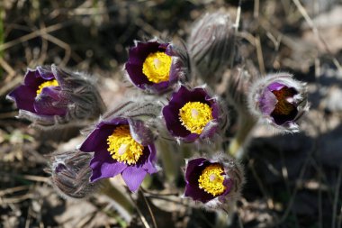 makro bir bahar sabahı ormanda birkaç pasque çiçek