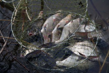 Close-up freshly caught fish in the net in the river in the spring
