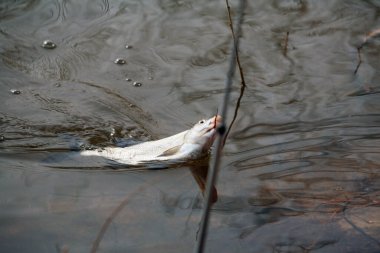 İlkbaharın başlarında nehirde yemlere yakalanmış yakın plan çipura.