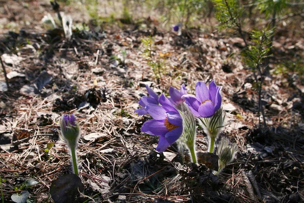 Makro Kilka Sasanka Lesie Wiosenny Poranek — Zdjęcie stockowe