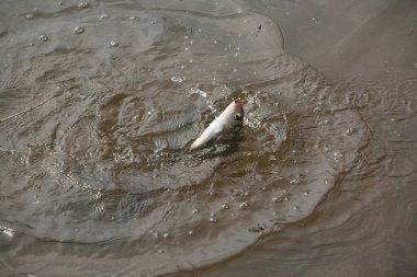 İlkbaharın başlarında nehirde yemlere yakalanmış yakın plan çipura.