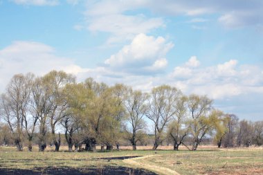 Nehrin kıyısındaki meşelerde genç yapraklar ve ilkbaharın başlarında mavi gökyüzünde beyaz bulutlar.