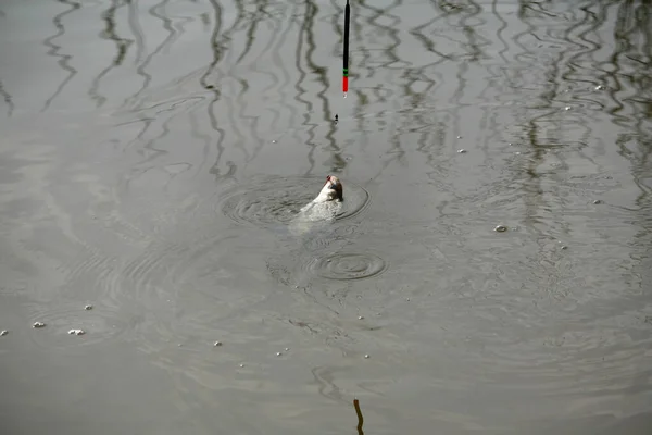 Close Bream Pego Isca Rio Início Primavera — Fotografia de Stock