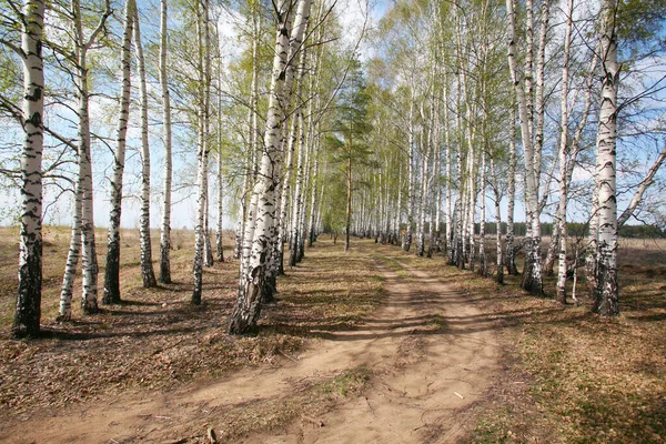 Landscape White Birch Trees Green Haze Young Foliage Early Spring — Stock Photo, Image