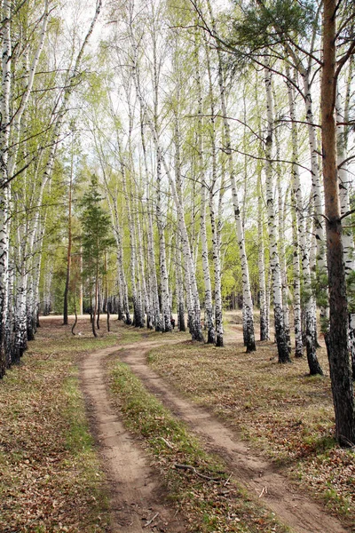 Landscape White Birch Trees Green Haze Young Foliage Early Spring — Stock Photo, Image