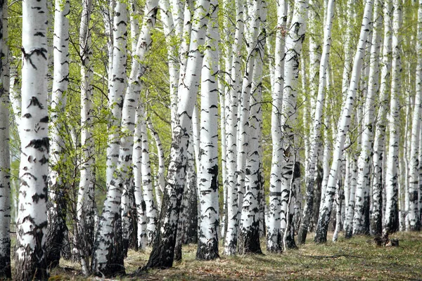 Paisagem Bétulas Brancas Névoa Verde Folhagem Jovem Início Primavera — Fotografia de Stock