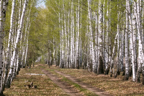 Paisagem Bétulas Brancas Névoa Verde Folhagem Jovem Início Primavera — Fotografia de Stock