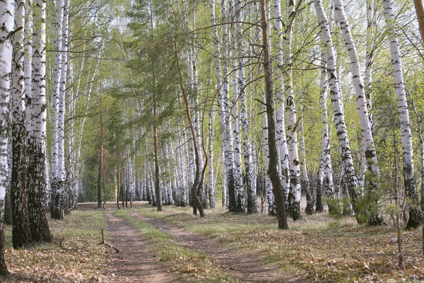 Paisaje Abedules Blancos Follaje Joven Neblina Verde Principios Primavera — Foto de Stock