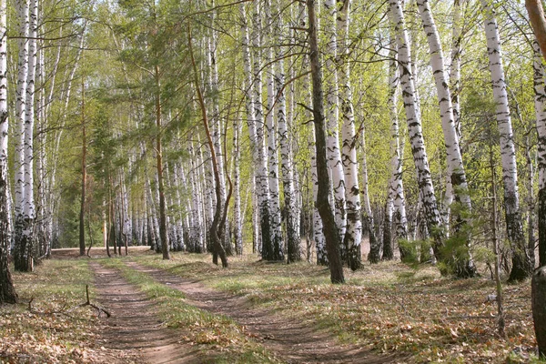 Paisagem Bétulas Brancas Névoa Verde Folhagem Jovem Início Primavera — Fotografia de Stock