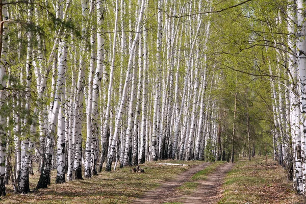 초봄에 자작나무의 자작나무들이 갉아먹고 — 스톡 사진