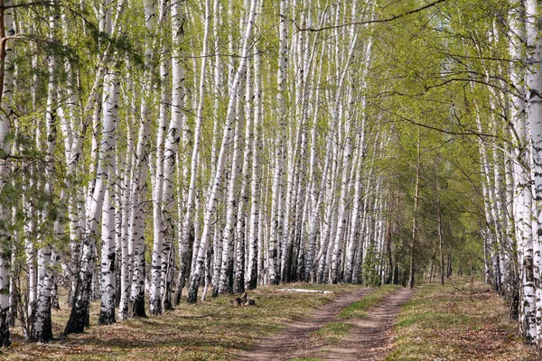 Paisagem Bétulas Brancas Névoa Verde Folhagem Jovem Início Primavera — Fotografia de Stock