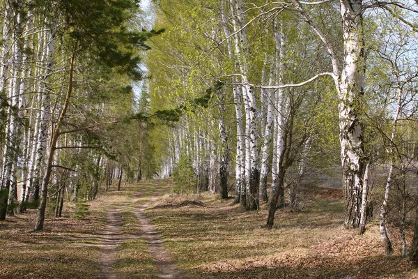 Landskap Vit Björk Träd Grön Dis Unga Lövverk Början Våren — Stockfoto