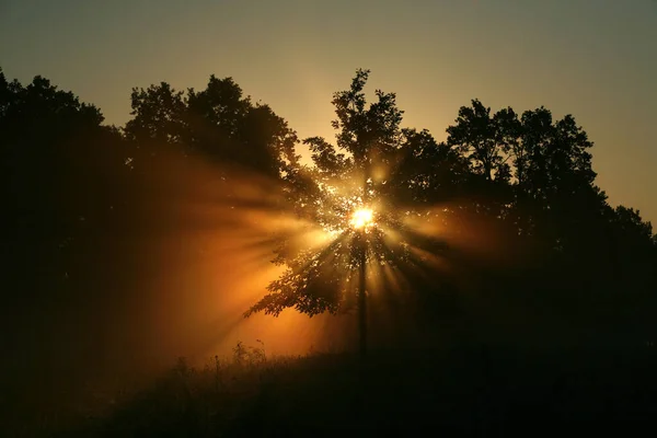 Paysage Estival Brouillard Dense Tôt Matin Dans Les Bois Aube — Photo