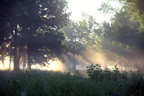 Летний Пейзаж Густого Тумана Рано Утром Лесу Рассвете — стоковое фото