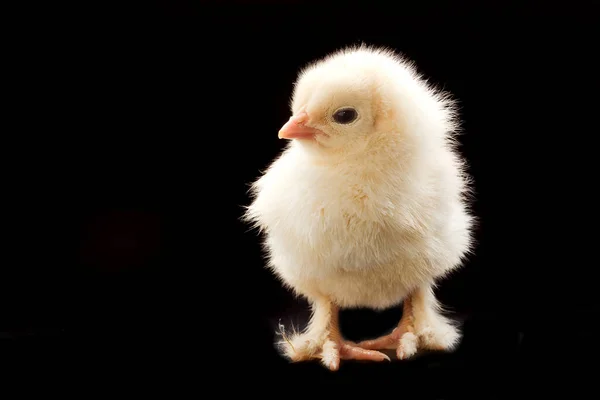 Close Een Kleine Pluizige Kip Een Donkere Achtergrond Studio — Stockfoto