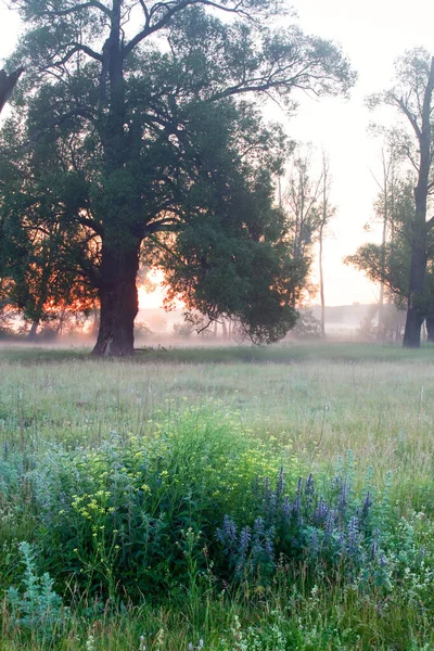 夏の風景夜明けのオークの森の霧の朝 — ストック写真