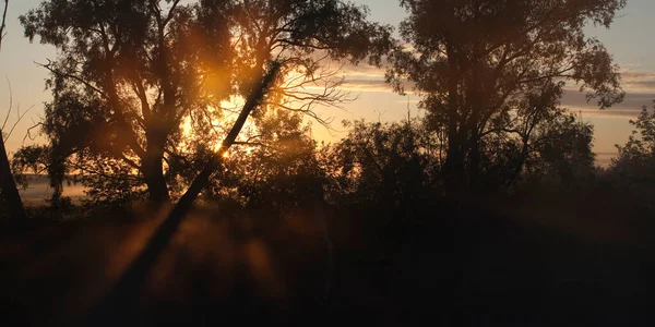 Летний Пейзаж Яркие Лучи Восходящего Солнца Сквозь Деревья Рано Утром — стоковое фото
