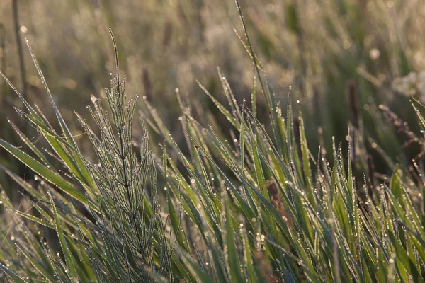 Macro Hierba Gotas Rocío Telarañas Los Rayos Del Sol Poniente — Foto de Stock