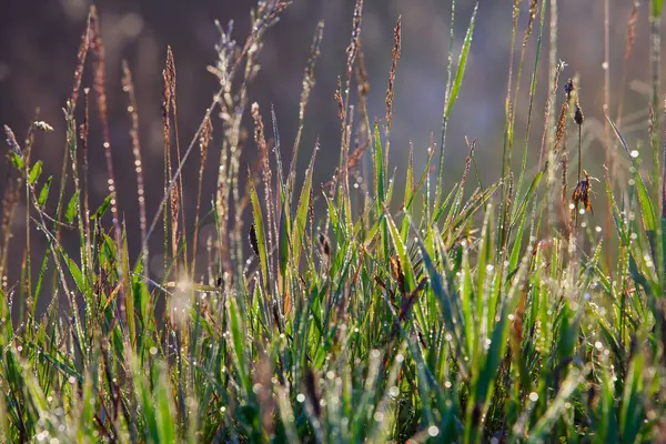 Macro Grass Drops Dew Cobwebs Rays Setting Sun Summer — Stock Photo, Image