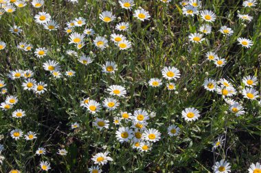 Yazın yeşil çimlerin arka planında beyaz papatya tarlasının izole edilmiş yakın çekimi