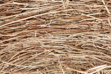 Yaz güneşinde samanlıkta toplanan samanların makro dokusu