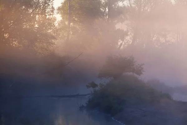 日の出の早朝に川の霧の夏の風景や木の海岸 — ストック写真