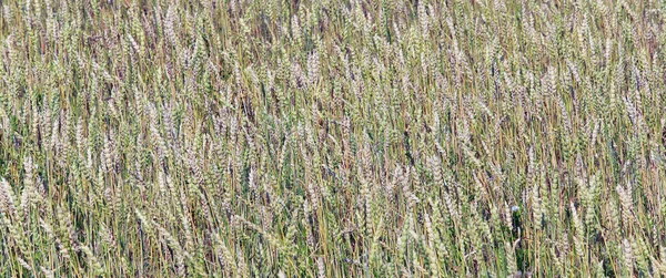 収穫中の暑い夏の日に熟した穀物の耳の隔離された閉鎖 — ストック写真