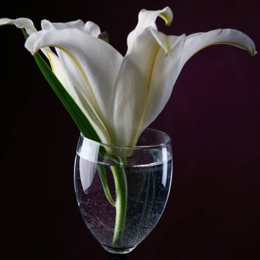 Yakın plan narin çiçek beyaz zambak bir bardak su içinde Burgundy arka plan stüdyosunda