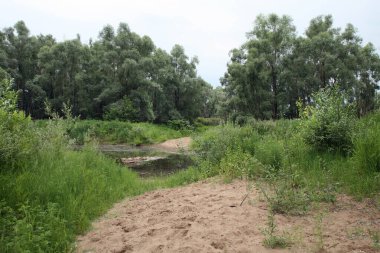 Yazın sakin bir nehrin camsı yüzeyi ve ufukta ağaçlar.