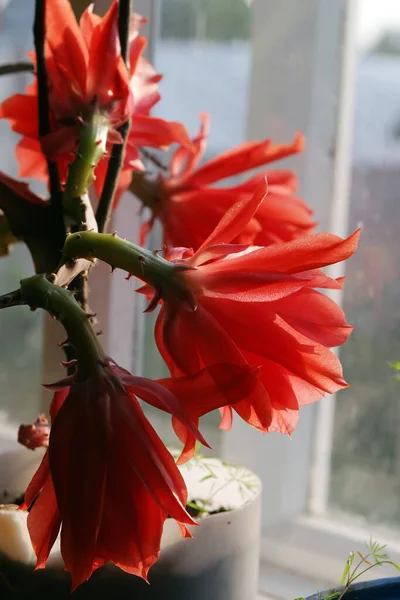 Textura Macro Flor Roja Brillante Luz Del Sol —  Fotos de Stock