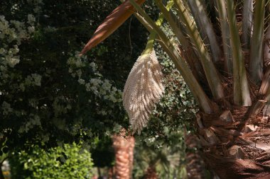 Çiçekli palmiyelerin yakın plan çekimi güneşli bir bahar günü