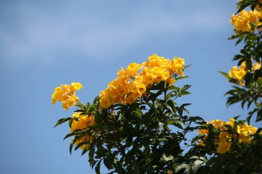 Mısır ilkbaharında güneşli bir öğleden sonra parkta güzel renkli çiçekler.