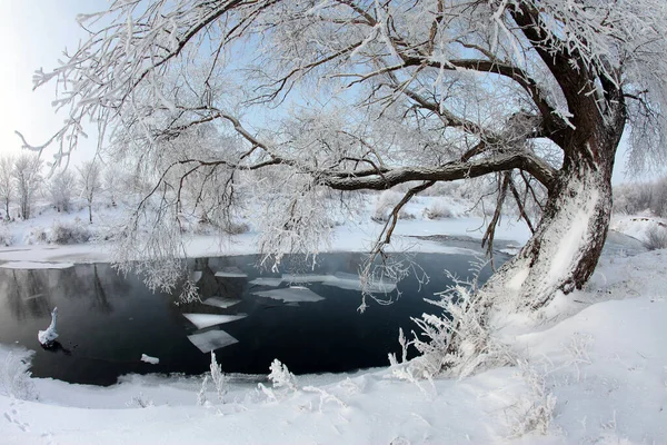 Winter Landscape Snow Covered Fields Trees River Early Misty Morning — Stock Photo, Image