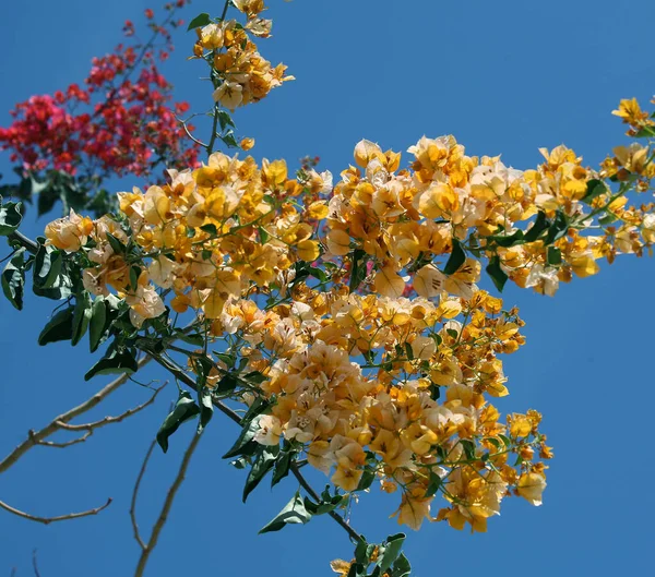 Макро Красивые Красочные Цветы Парке Солнечный День Весной Египта — стоковое фото