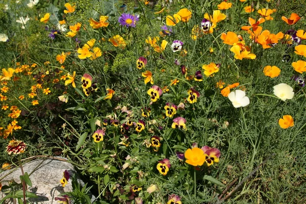 Close Beautiful Flower Bed Variety Beautiful Flowers Background Green Grass — Stock Photo, Image