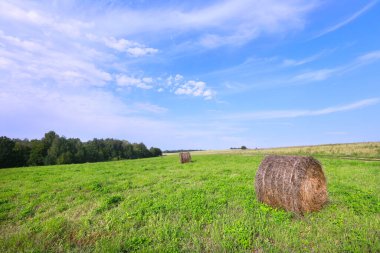 Ormanın yakınındaki bir tarlada saman yığınları ve mavi gökyüzünde sirrus bulutları.